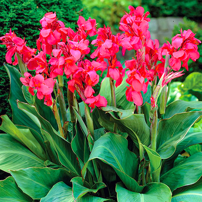 Crimson Beauty