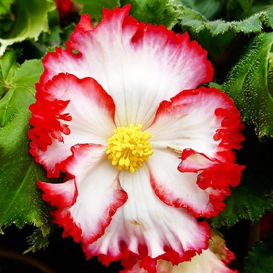 Crispa Marginata white and red