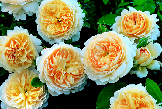 Crocus Rose