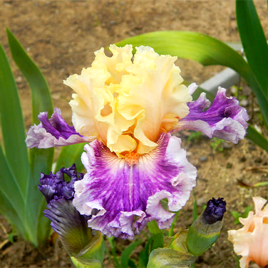 Crowned In Glory