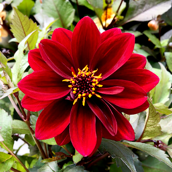 Crushed Crimson