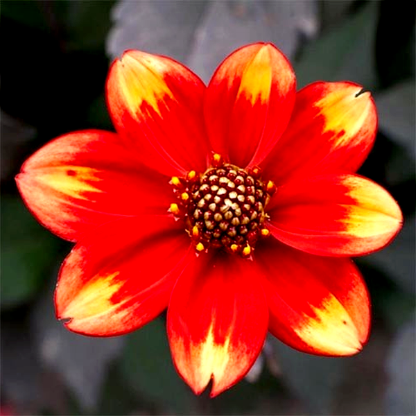Dahlegria Bicolor