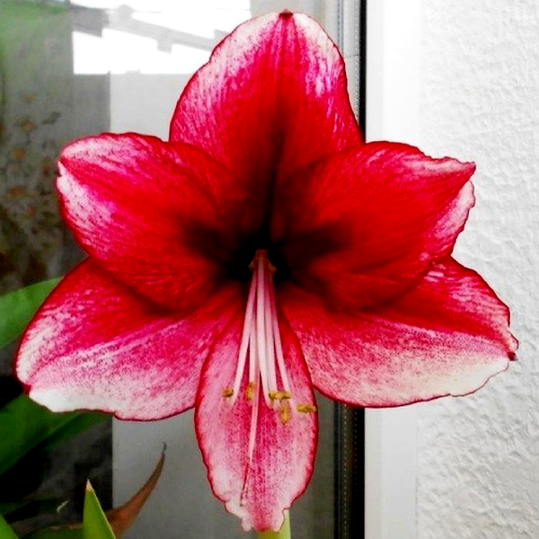 Daphne