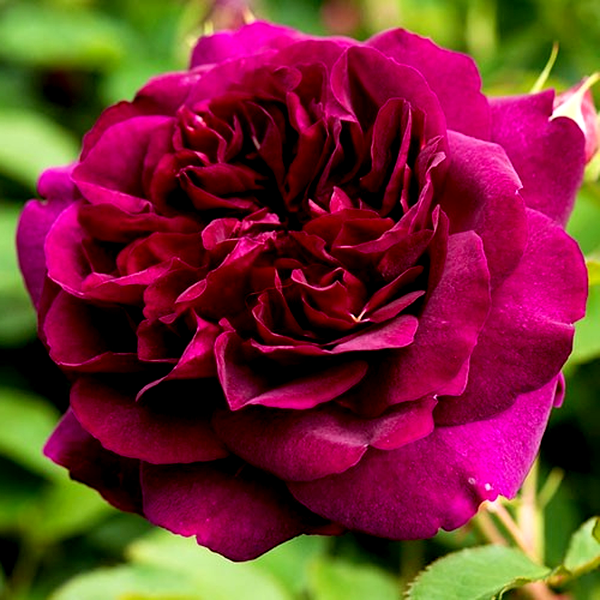 Darcey Bussell