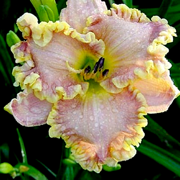 Darla Anita