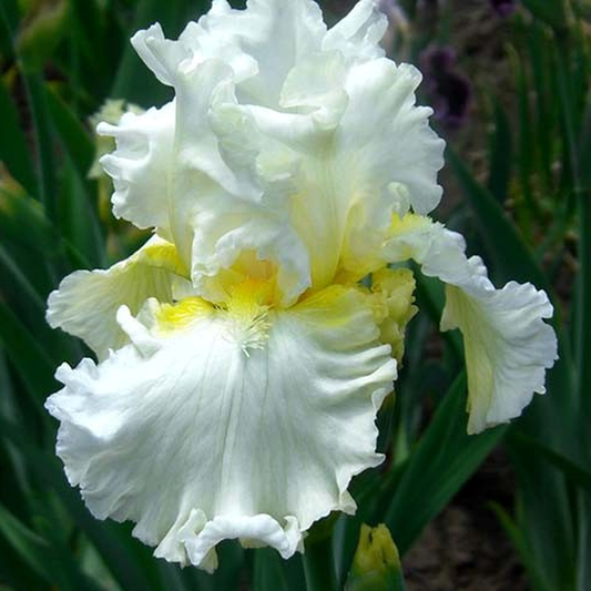 Devonshire Cream