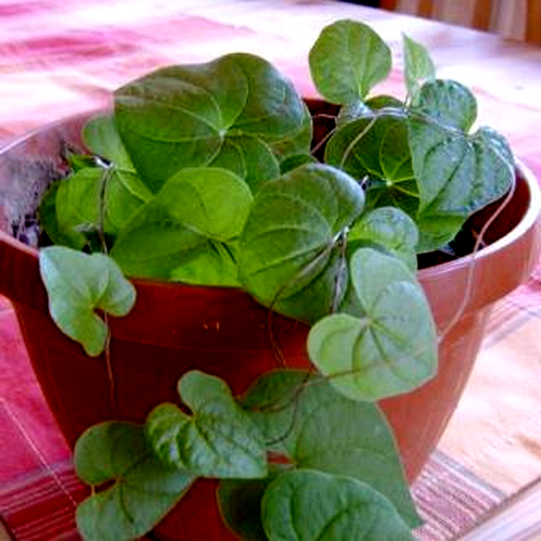 Dioscorea rupicola