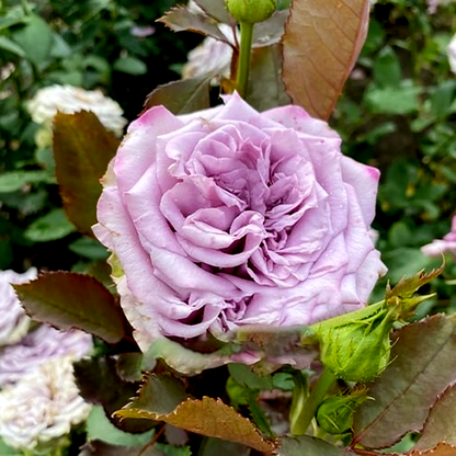 Dolcetto