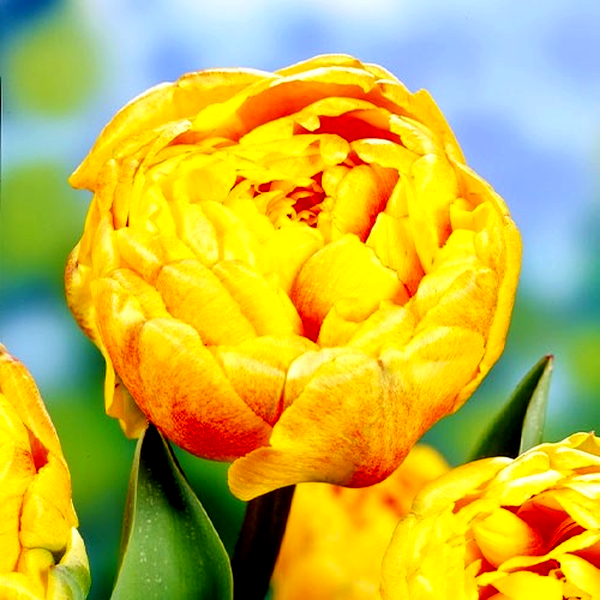 Double Beauty of Apeldoorn