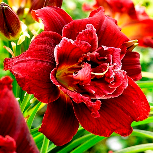Double Red Royal