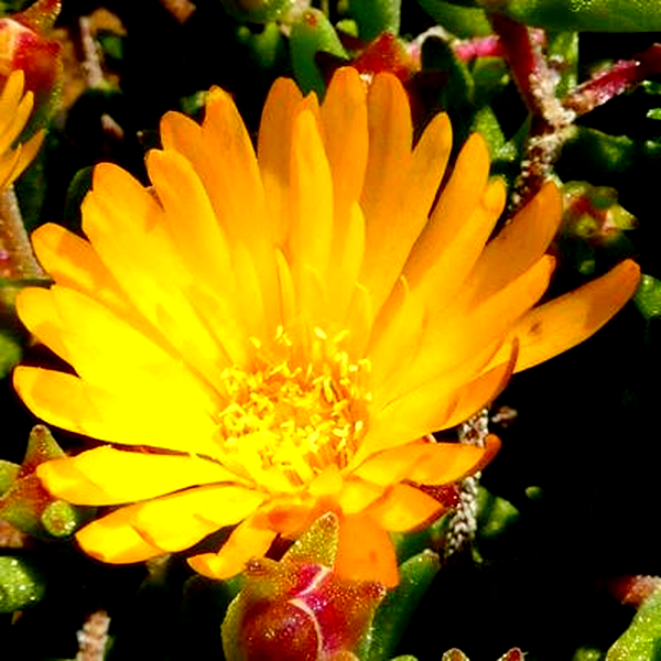 Drosanthemum flavum