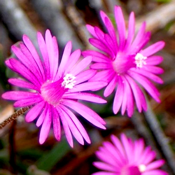 Drosanthemum lique