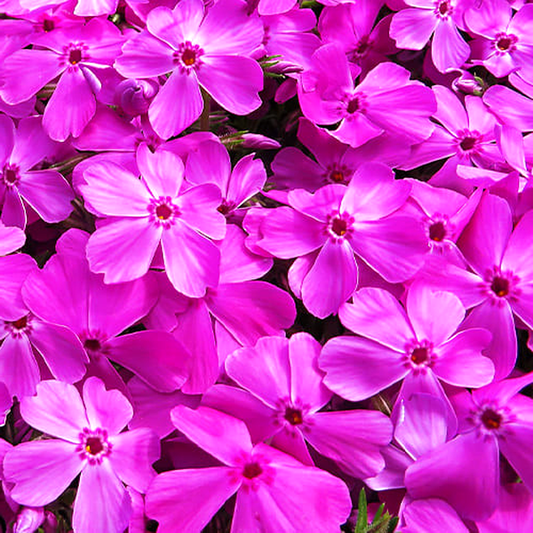 Drummond Pink