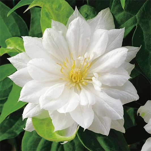 Duchess of Edinburgh