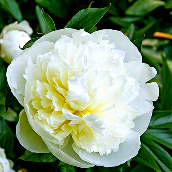 Duchesse de Nemours
