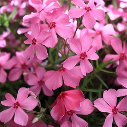 Early Spring Dark Pink