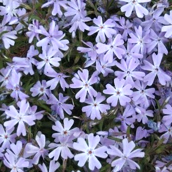 Early Spring Lavender