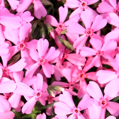 Early Spring Light Pink