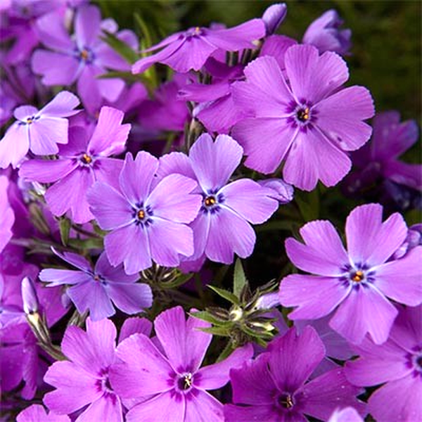 Early Spring Purple