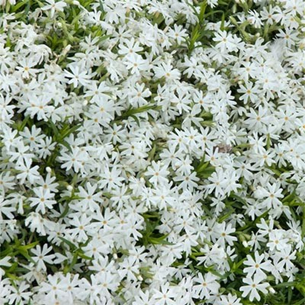 Early Spring White