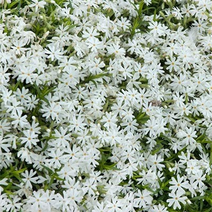 Early Spring White