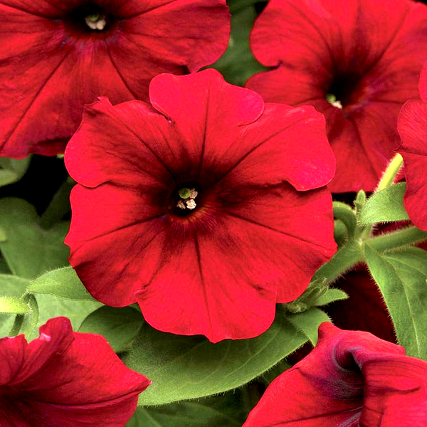 Easy Wave® Red Velour Petunia Seeds