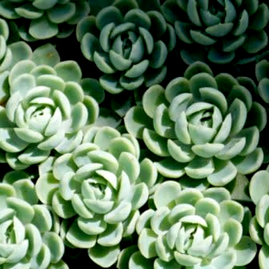 Echeveria elegans