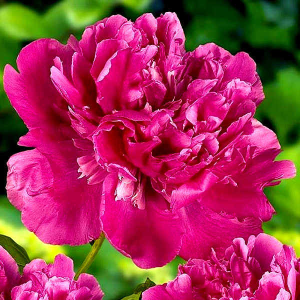 Edulis Superba