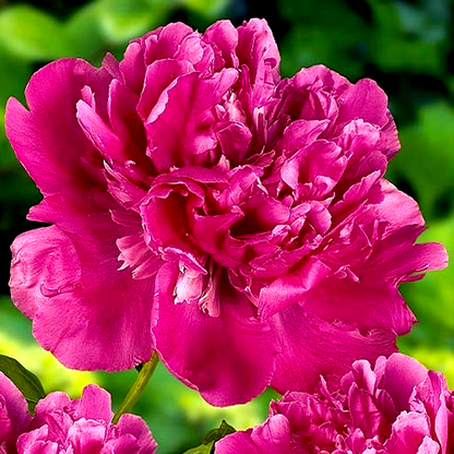 Edulis Superba