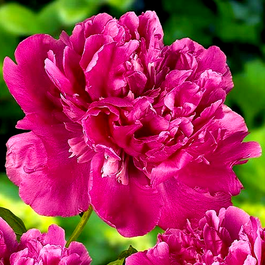 Edulis Superba