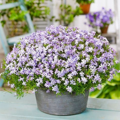 Emerald Cushion Blue