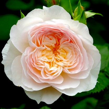 Emily Bronte