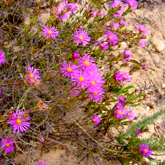 Erepsia anceps