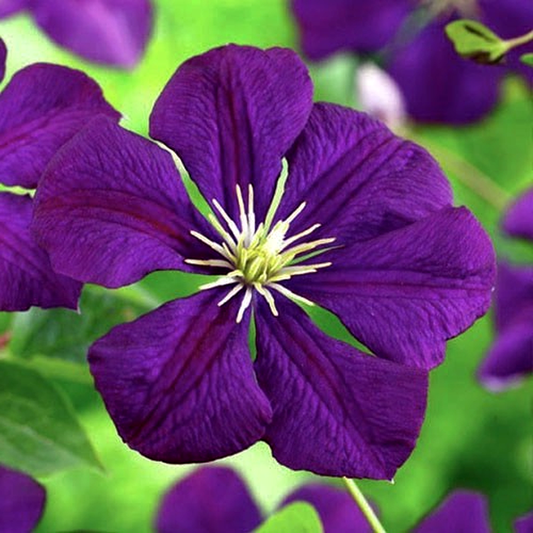 Etoile Violette