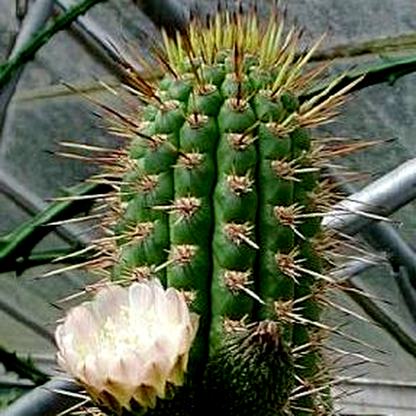 Eulychnia acida