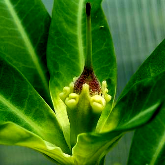 Euphorbia antso