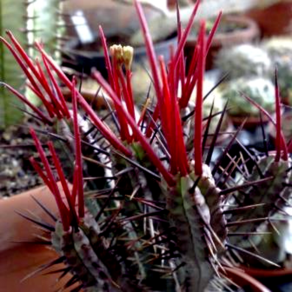 Euphorbia pentagona