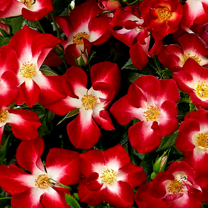 Everglow Ruby
