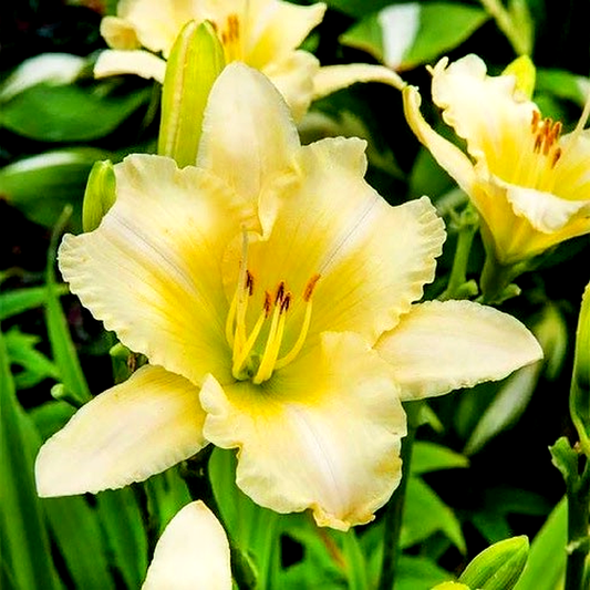EveryDaylily Cream
