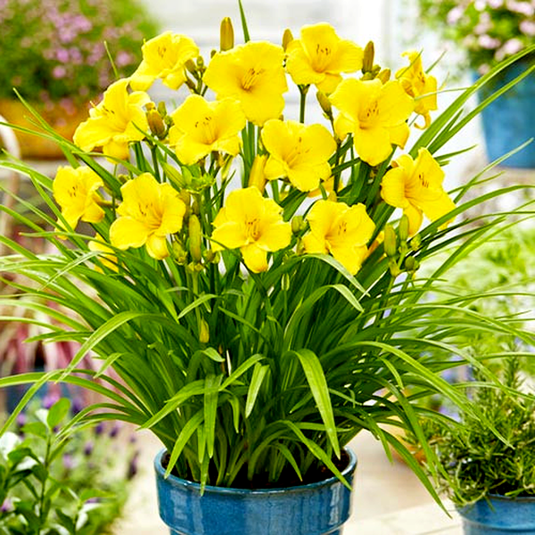 EveryDaylily Gold
