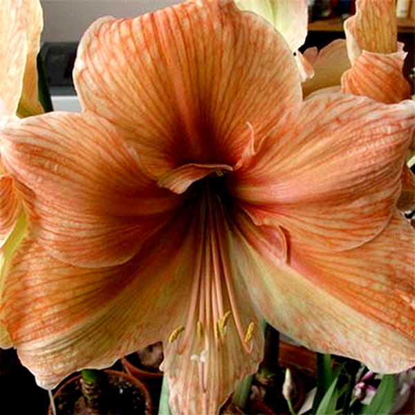 Exotica