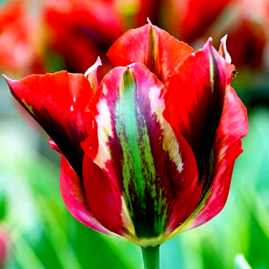 Eye Catcher