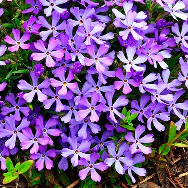 Fabulous Blue Violet