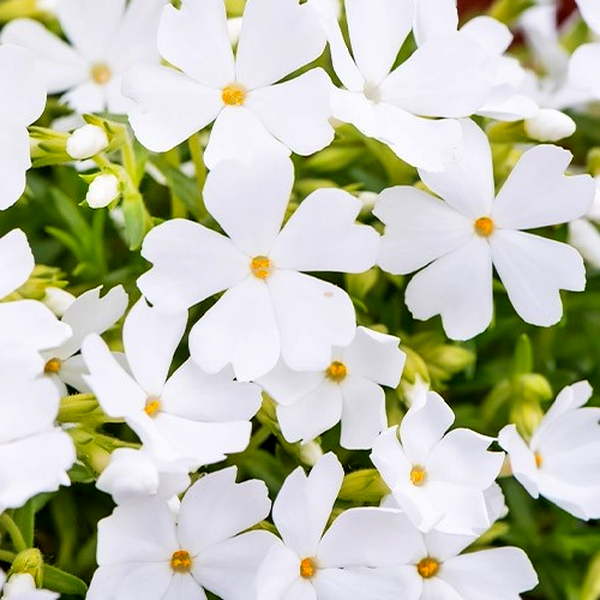 Fabulous White