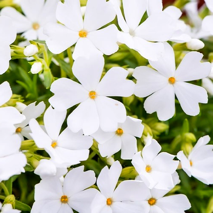 Fabulous White