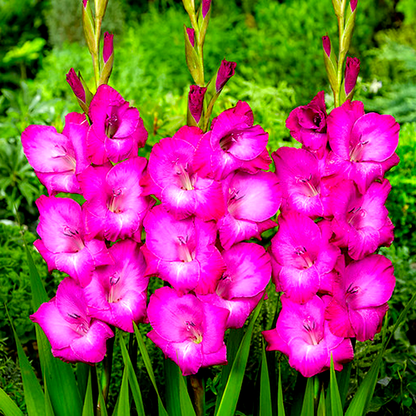 Fairytale Pink