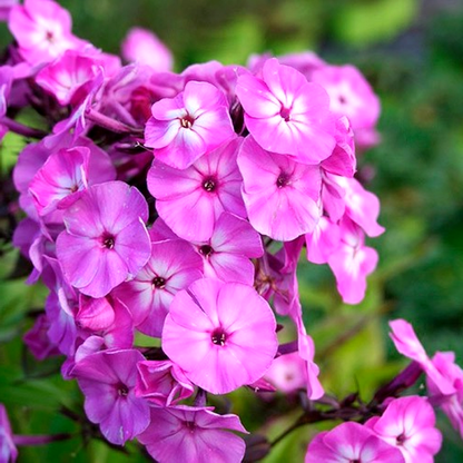 Famous Light Purple