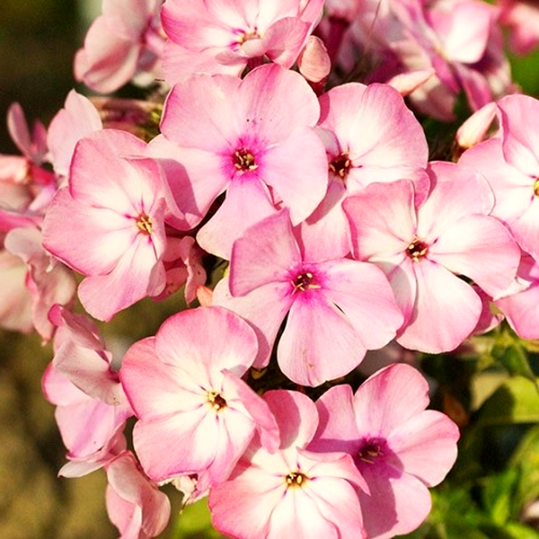 Famous Pink