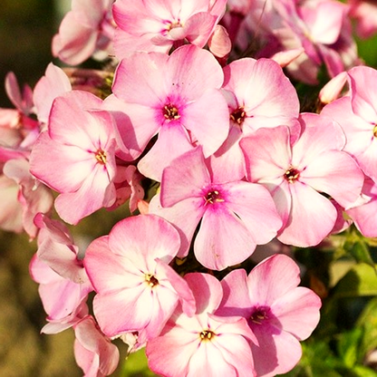 Famous Pink