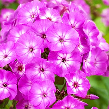 Famous Purple